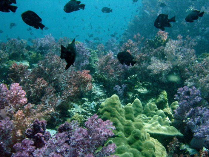 Colourful soft corals