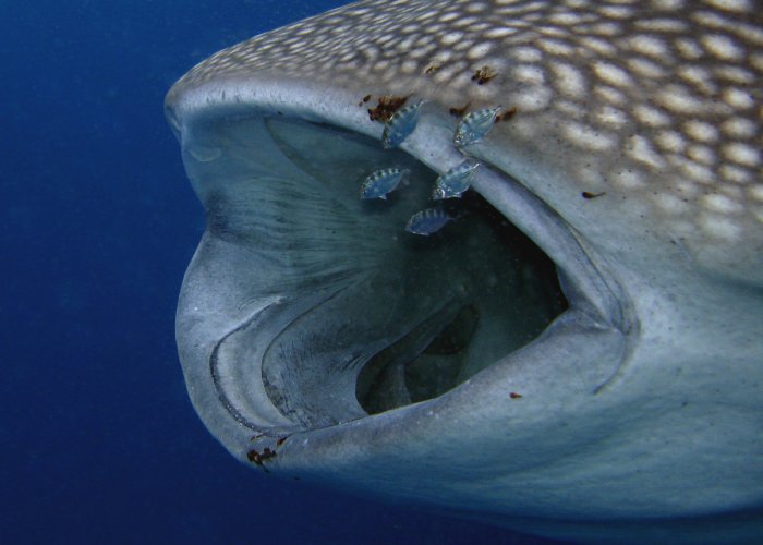 Into the mouth of a whale shark