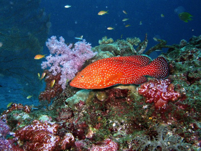 Reef grouper