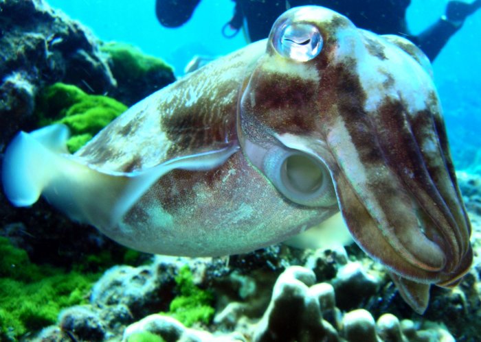 home_closeupwithcuttlefish.jpg