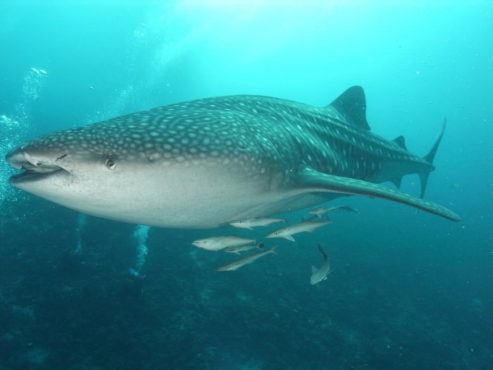 home_madivaruwhaleshark.jpg