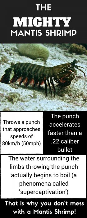 Mantis Shrimp Facts: Mighty!