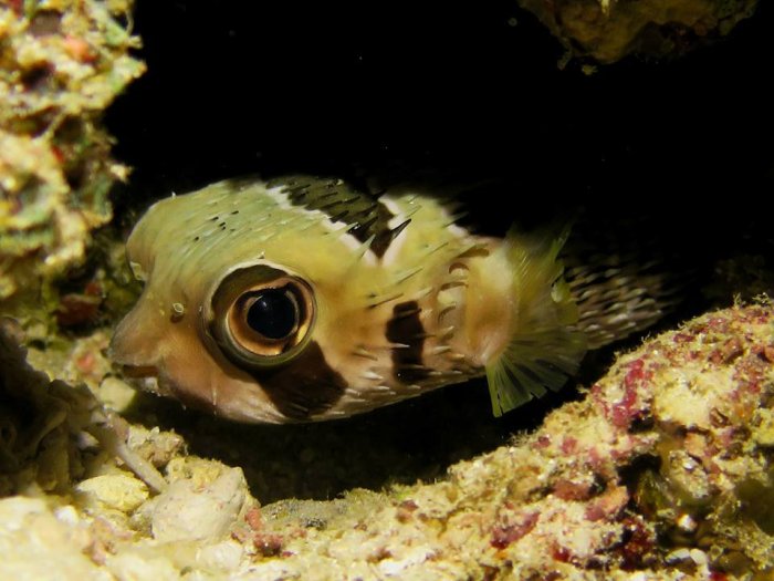 House Reef Diving Maldives