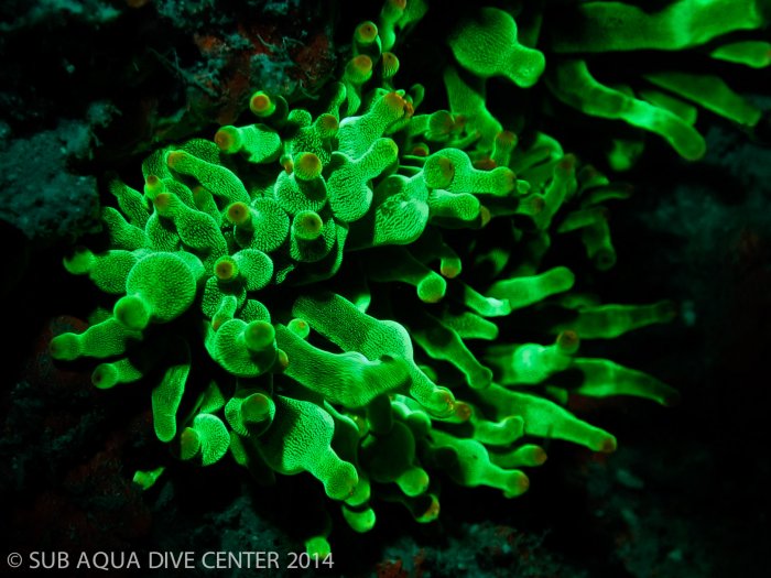 blog_anemonefluodiving.jpg