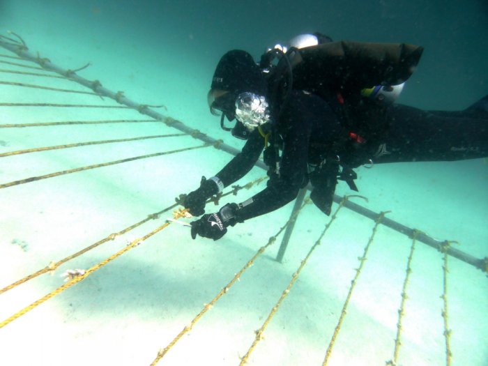blog_assessingcoralnurseryangaga.jpg