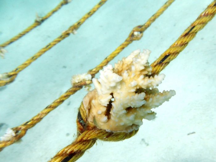 blog_coralgrowingonrope.jpg