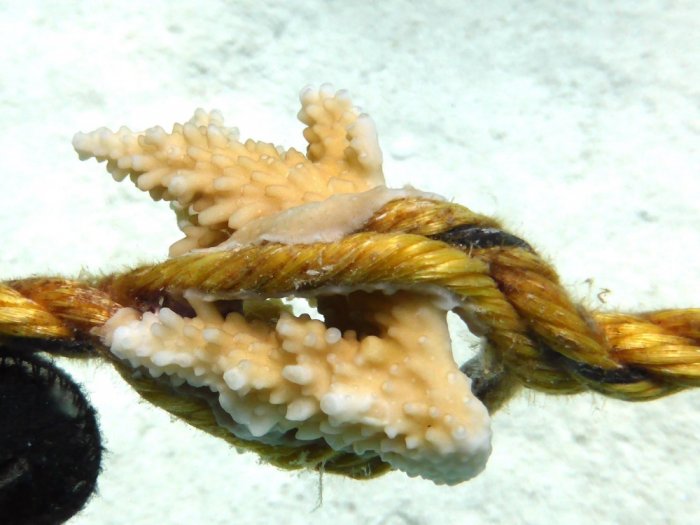 blog_coralgrowsaroundtherope.jpg