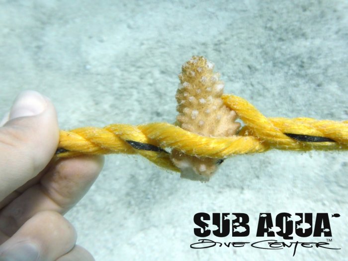 blog_coralgrowth.jpg