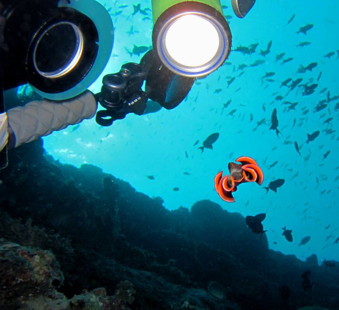 blog_divertakesaphotoonnightdive.jpg