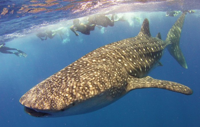 blog_maldiveswhaleshark.jpg