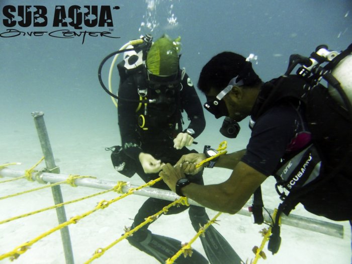 blog_protectingcorals.jpg