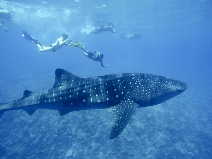 blog_whalesharkmaldives.jpg