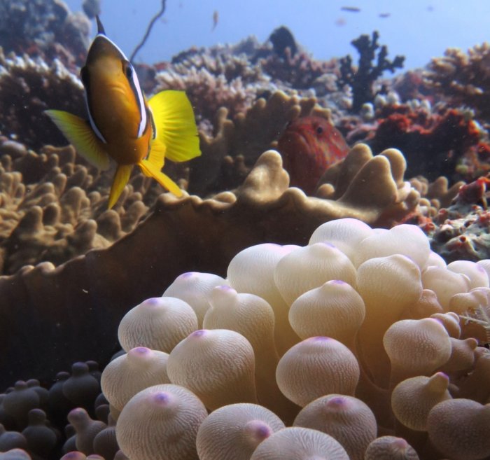 Anemone Fish