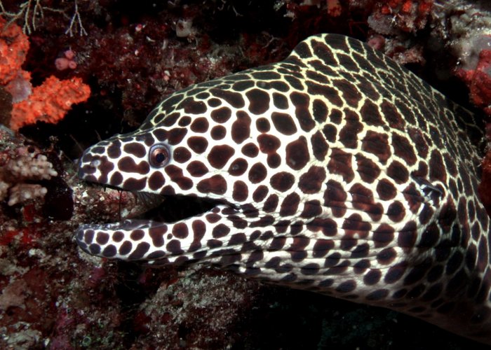 Black Spotted Moray