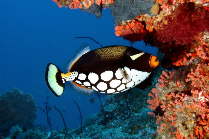 Clown Triggerfish