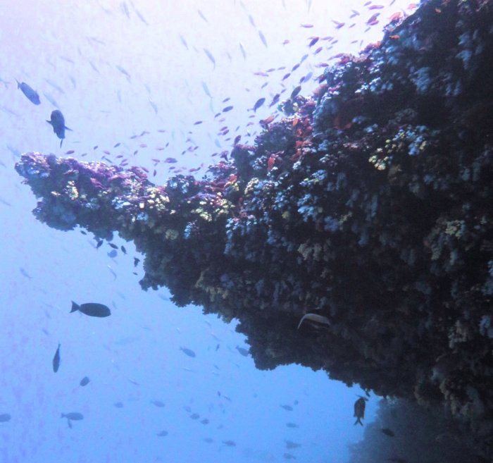 Coral Overhang