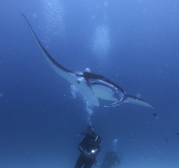 Diving with rays