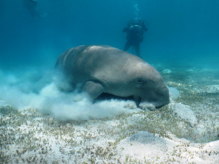 Abu Dabab Dugong