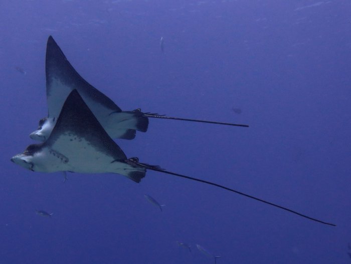 Eagle rays