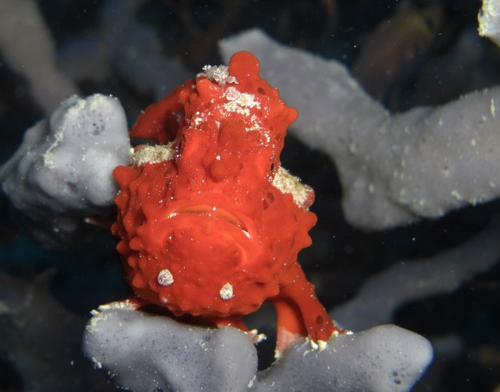 Frogfish