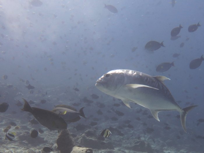 Giant Trevally