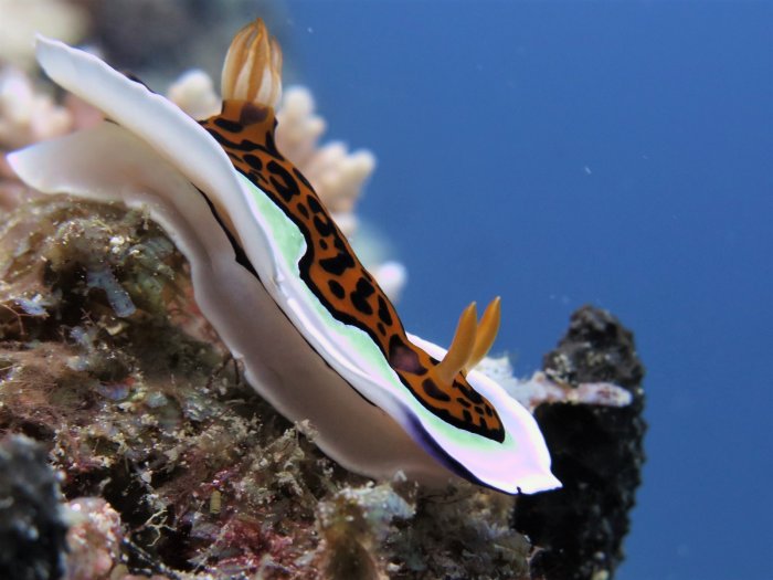 Nacktschnecke