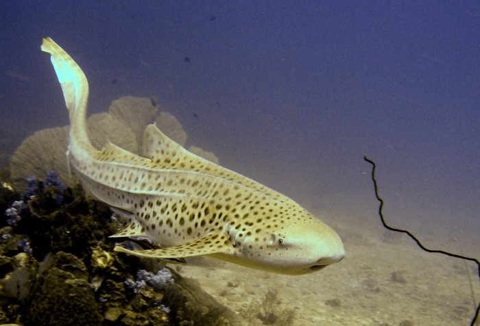 Leopard Shark