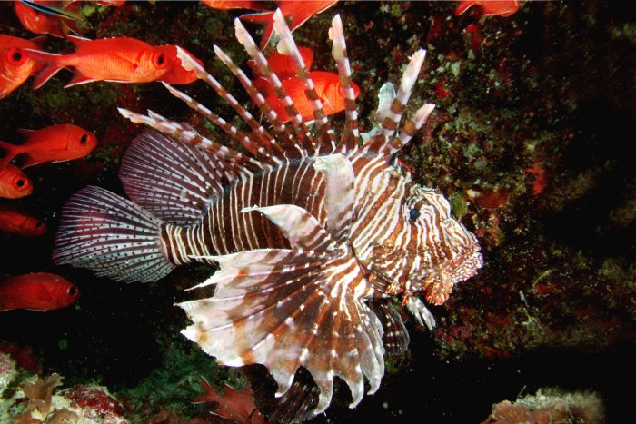 Lionfish