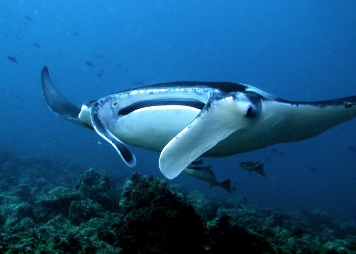 Manta Ray