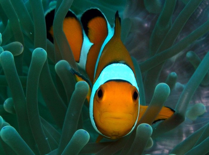 Western Clown Fish