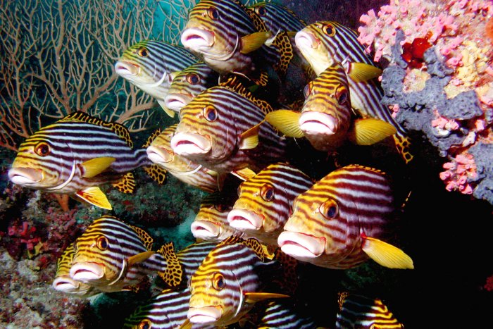 Oriental Sweetlips