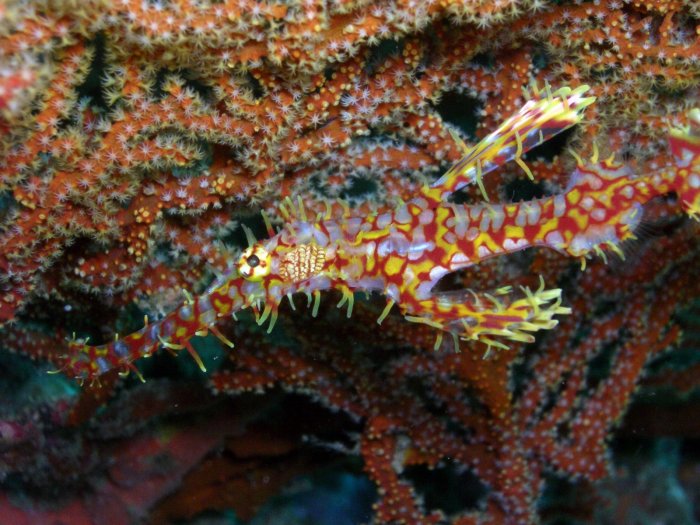 Ornate Ghost Pipefish