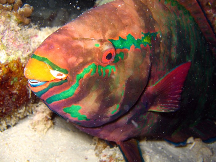 Parrotfish