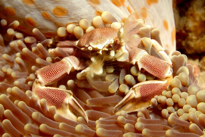 Porcelain anemone crab