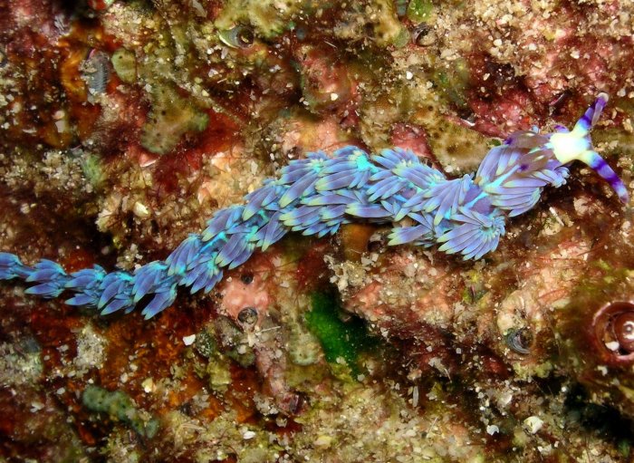 Dragon nudibranch