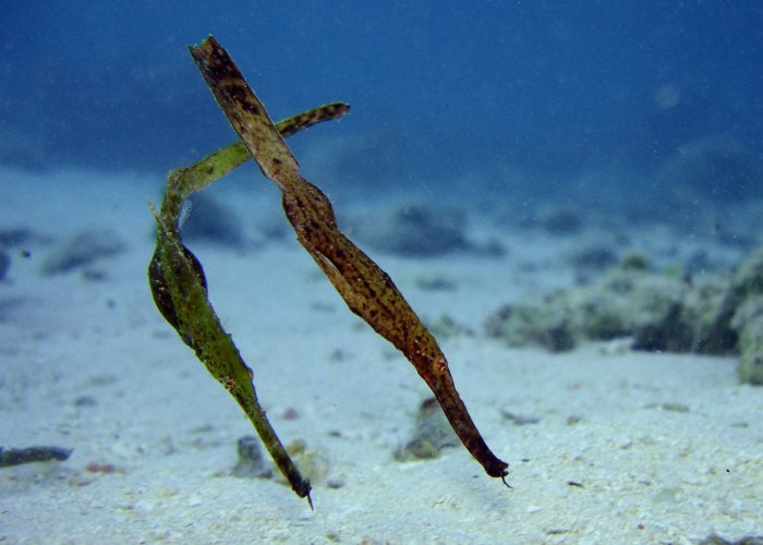 Robust ghost pipefish