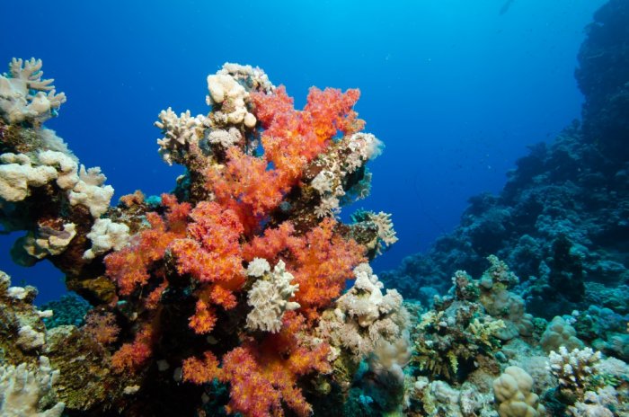 Fantastic corals