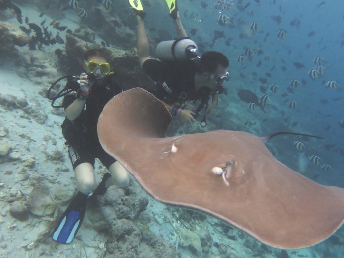 Sting Rays