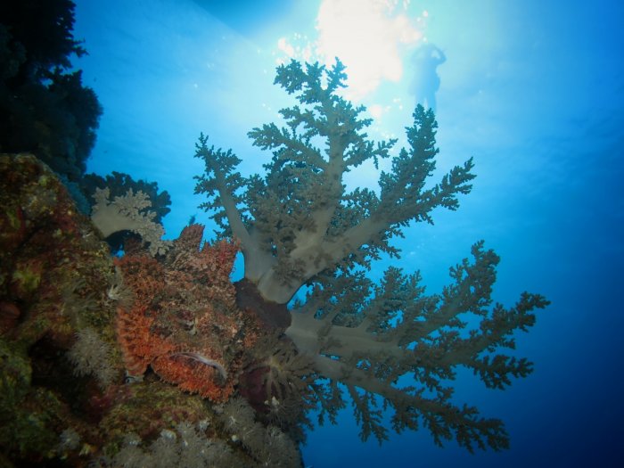 Sunlight through coral