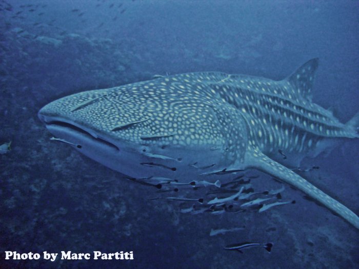 Whale Shark