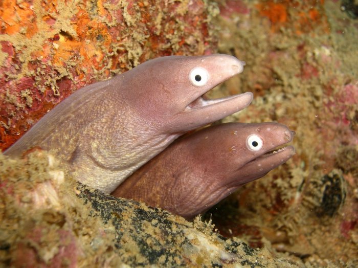 White Eye Morays