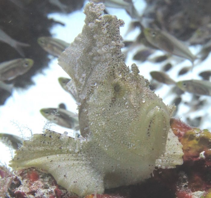 White Leaf Fish