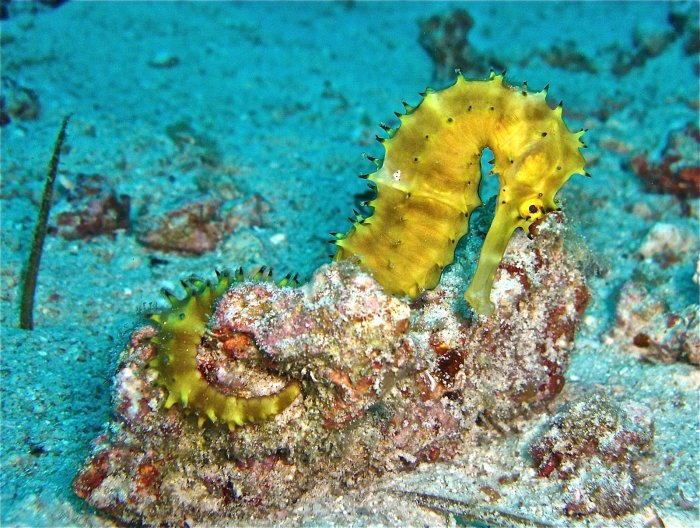 Seahorse