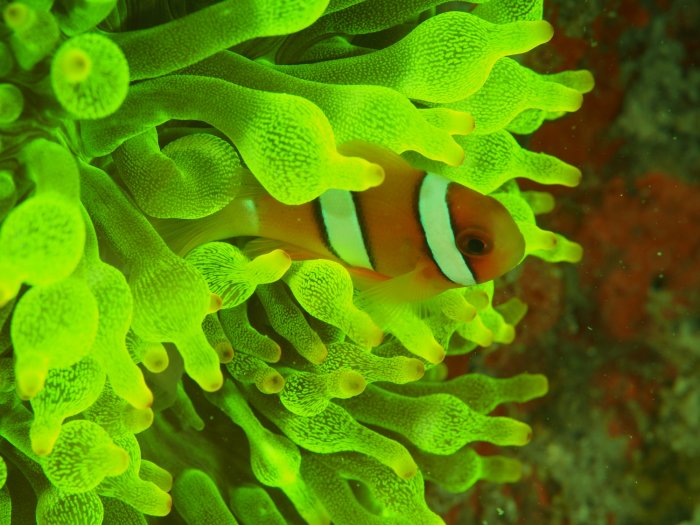 home_fluoanemonenfisch.jpg