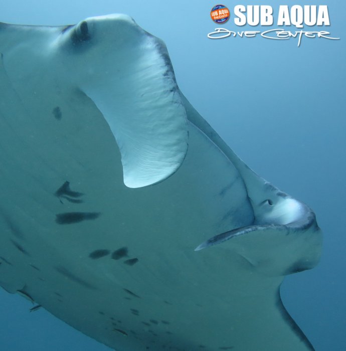home_manta2.jpg