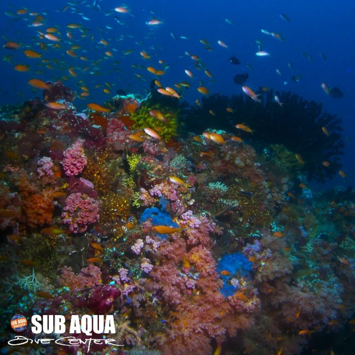 Maldives Thulhagiri - Barracuda Giri