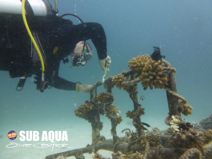 subaqua_coralrestorationproject.jpg