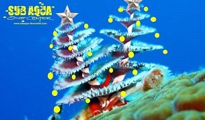 subaqua_festivescuba1.jpg