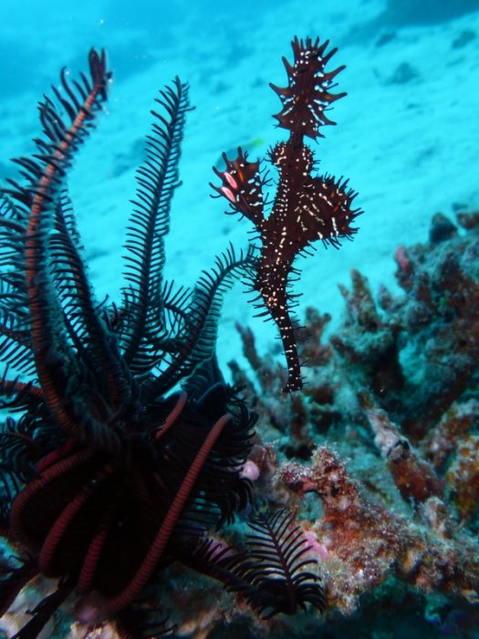 subaqua_housereefghostpipefish.jpg