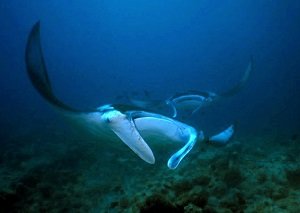 Where can I see manta rays in Maldives?
